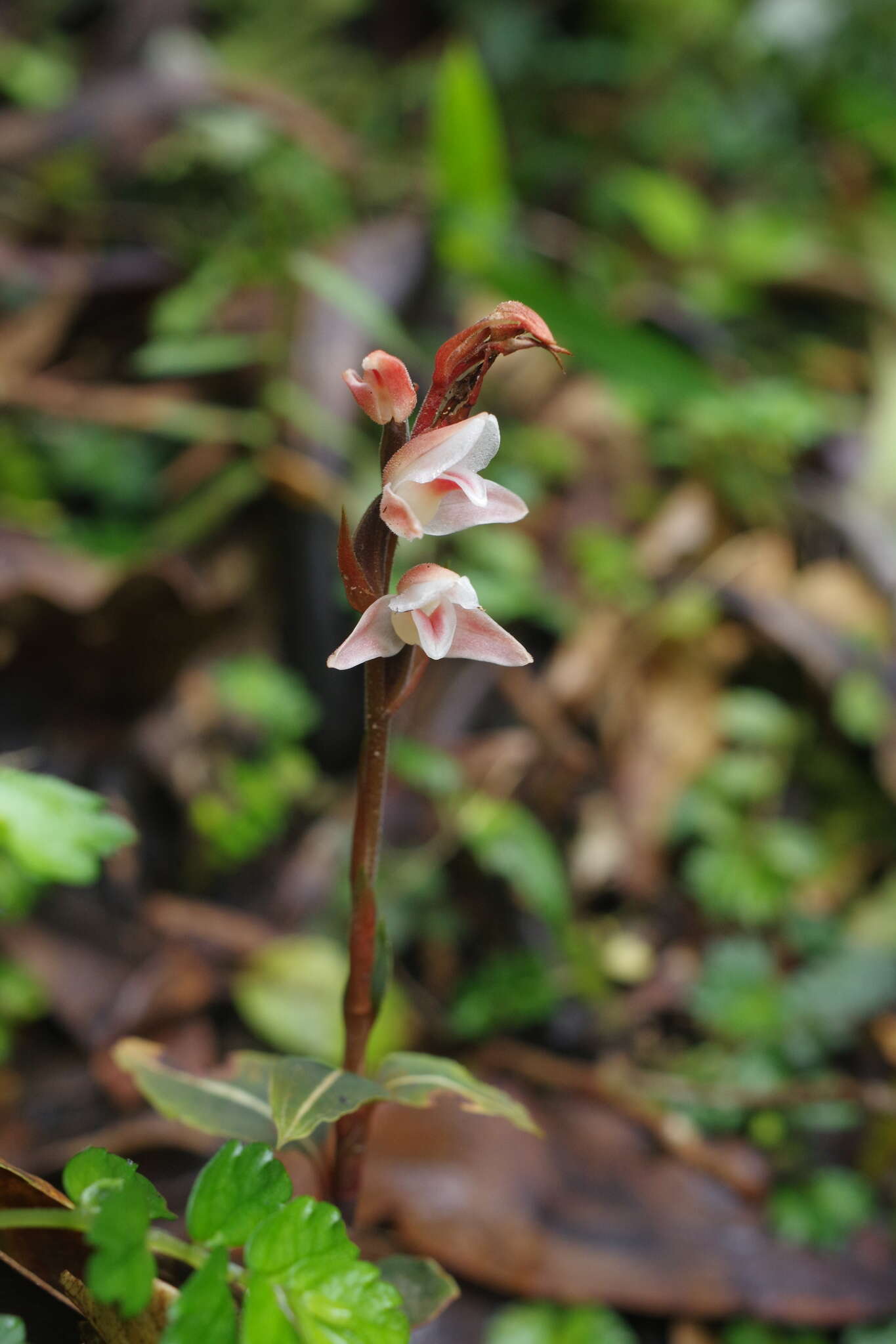 Image of Goodyera similis Blume