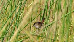 Image of Marsh Wren