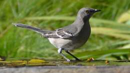 Image of Northern Mockingbird