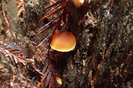 Gymnopilus picreus (Pers.) P. Karst. 1879 resmi