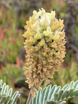 Sivun Astragalus pycnostachyus A. Gray kuva