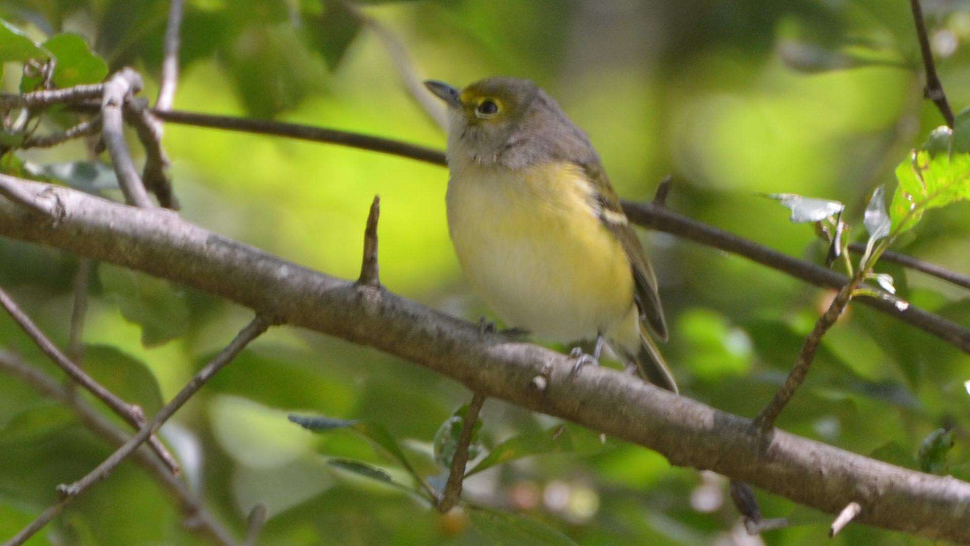 Слика од Vireo griseus (Boddaert 1783)