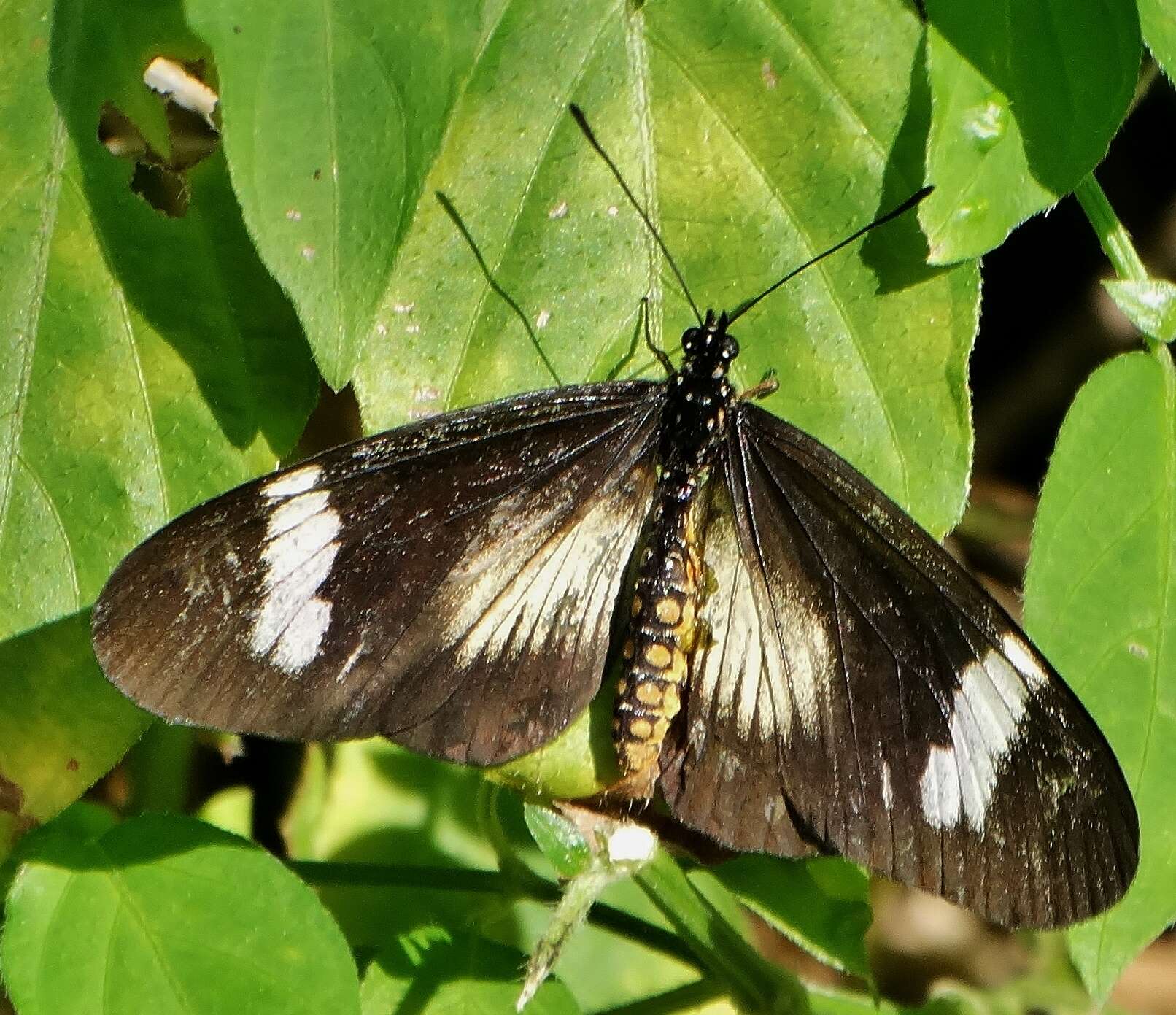 Image de Acraea esebria Hewitson 1861