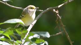 Слика од Vireo griseus (Boddaert 1783)