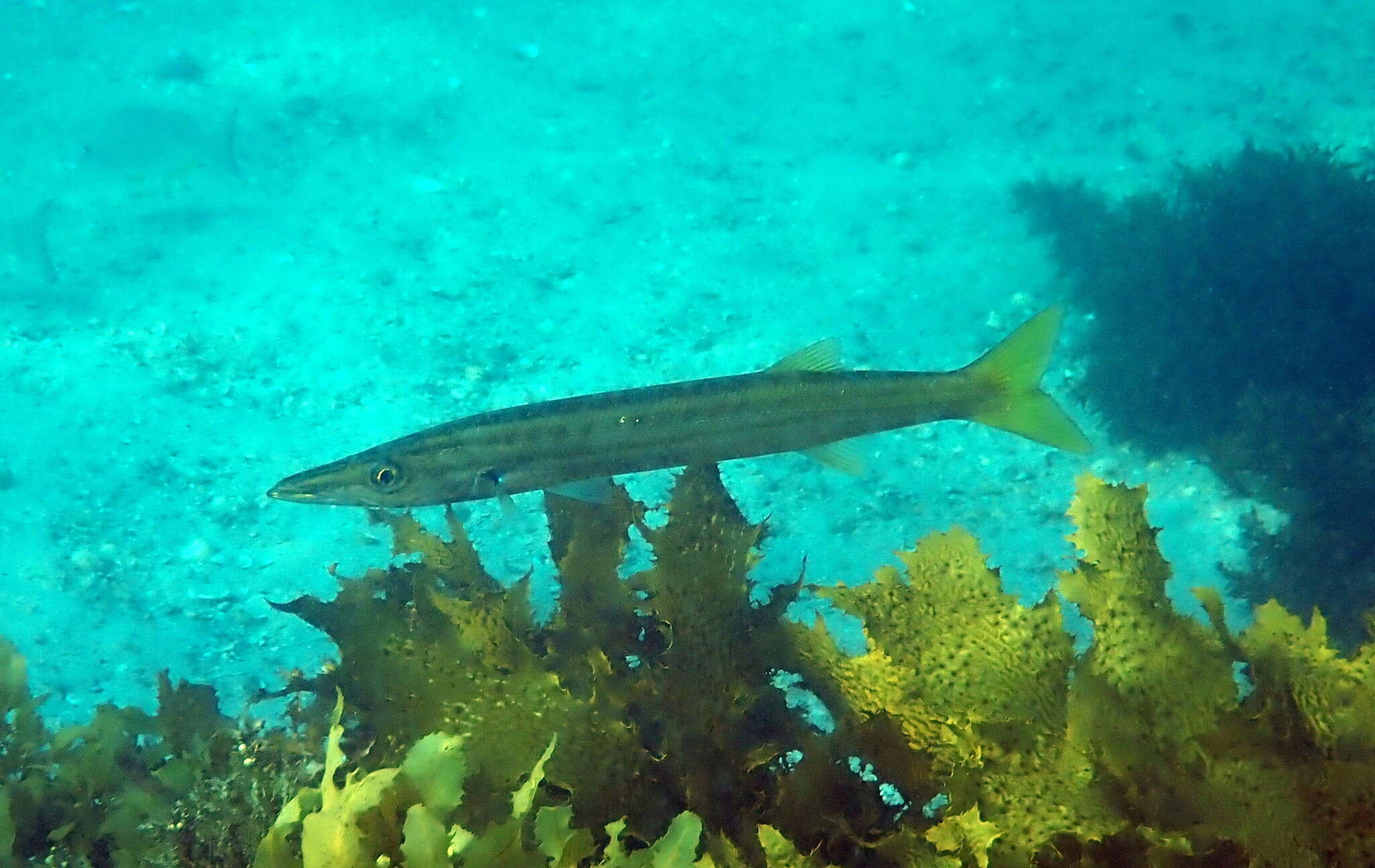 Image of Obtuse barracuda