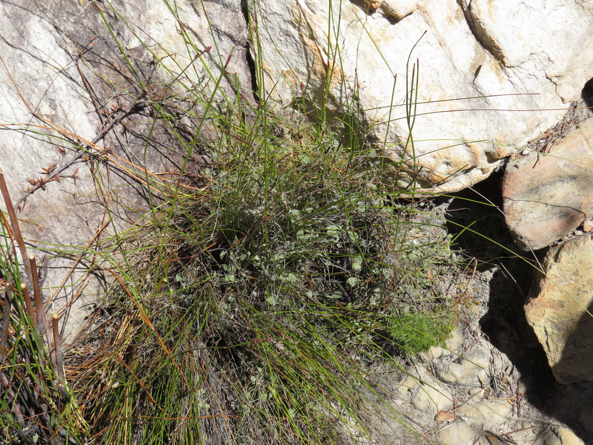 Image of Centella villosa L.