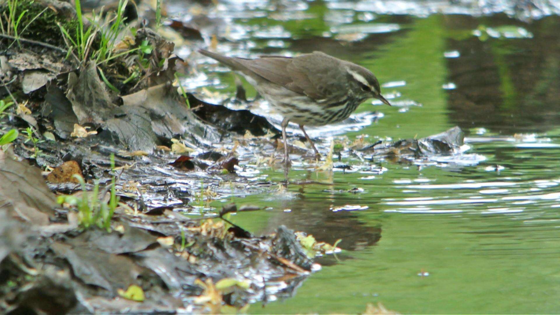 Image of Northern Waterthrush