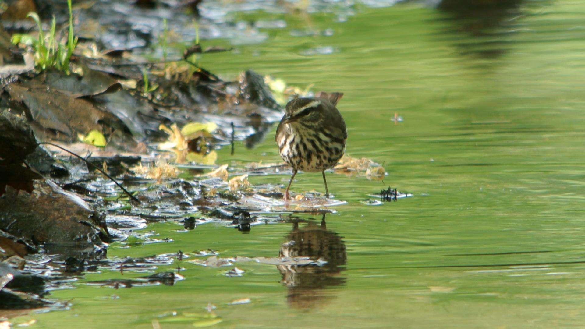 Image of Northern Waterthrush