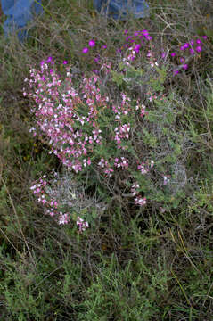 Image of Wiborgia tenuifolia E. Mey.