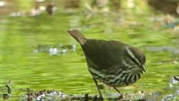 Image of Northern Waterthrush