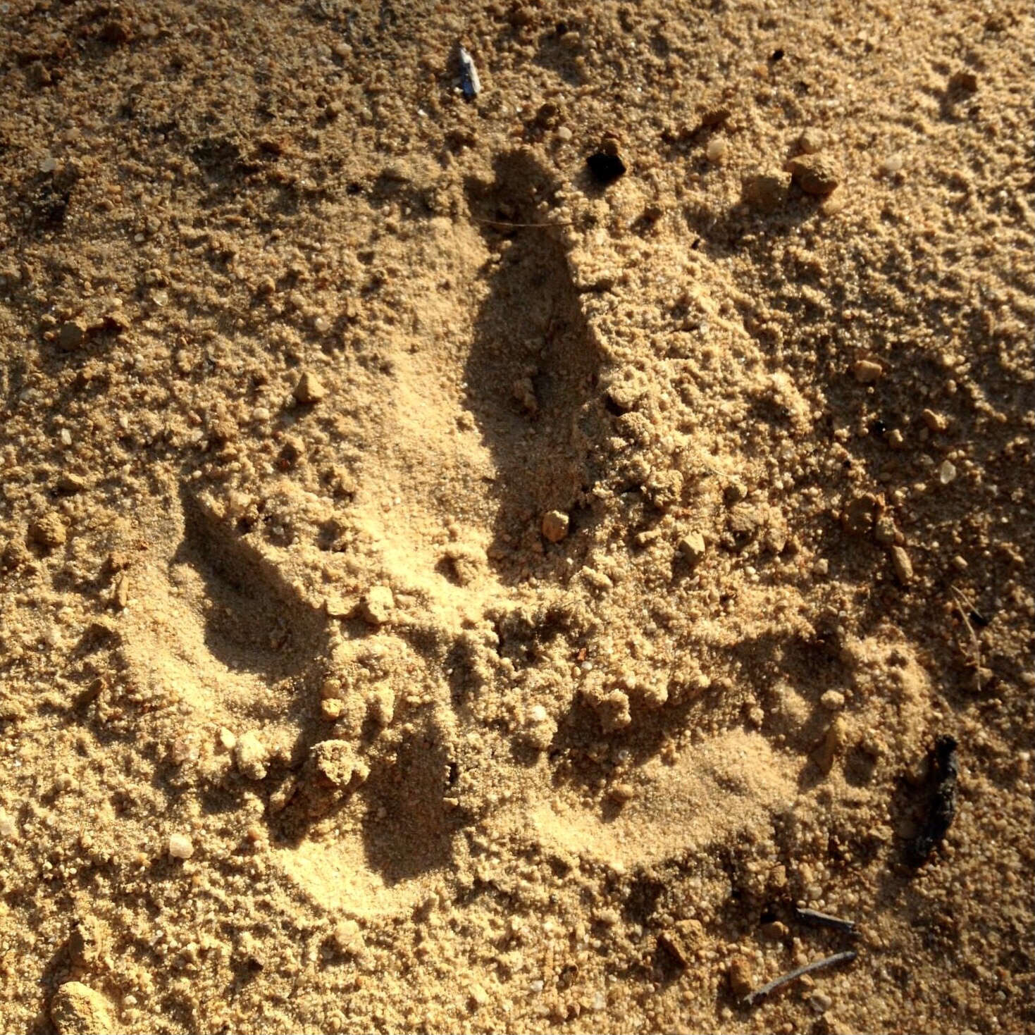 Image of Emu Berry