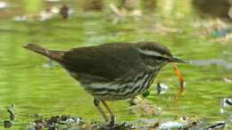 Image of Northern Waterthrush