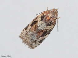 Argyrotaenia velutinana Walker 1863的圖片