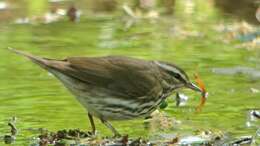 Image of Northern Waterthrush