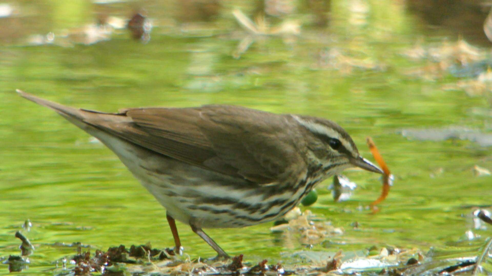 Image of Northern Waterthrush