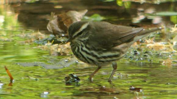 Image of Northern Waterthrush