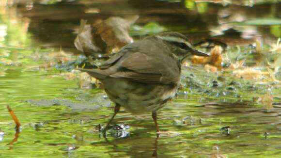 Image of Northern Waterthrush