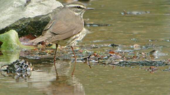 Image of Northern Waterthrush