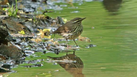 Image of Northern Waterthrush