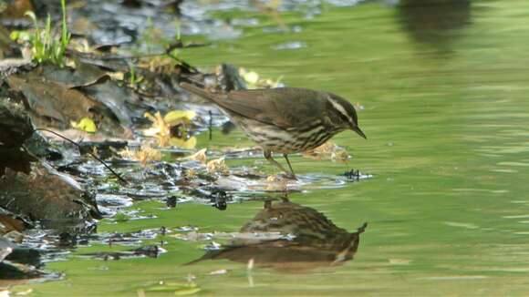 Image of Northern Waterthrush