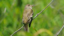 Image of Willow Flycatcher
