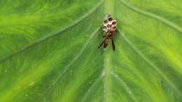 Image of Polistes veracrucis Richards 1978