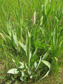 Image of Iris hybrida