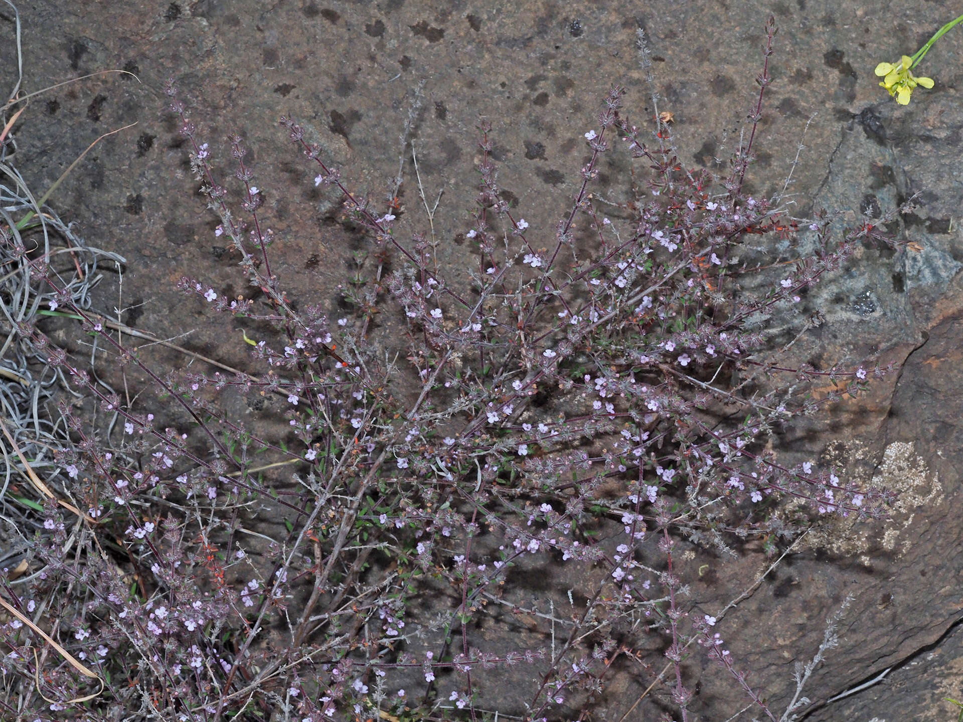 Image of Micromeria canariensis subsp. meridialis (P. Pérez) Puppo