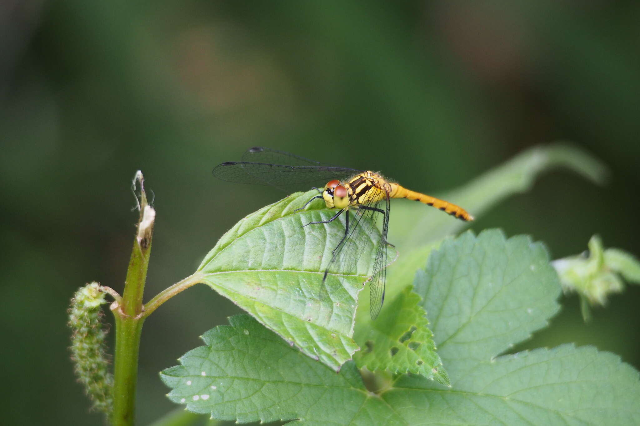 Image of Sympetrum parvulum (Bartenev 1912)