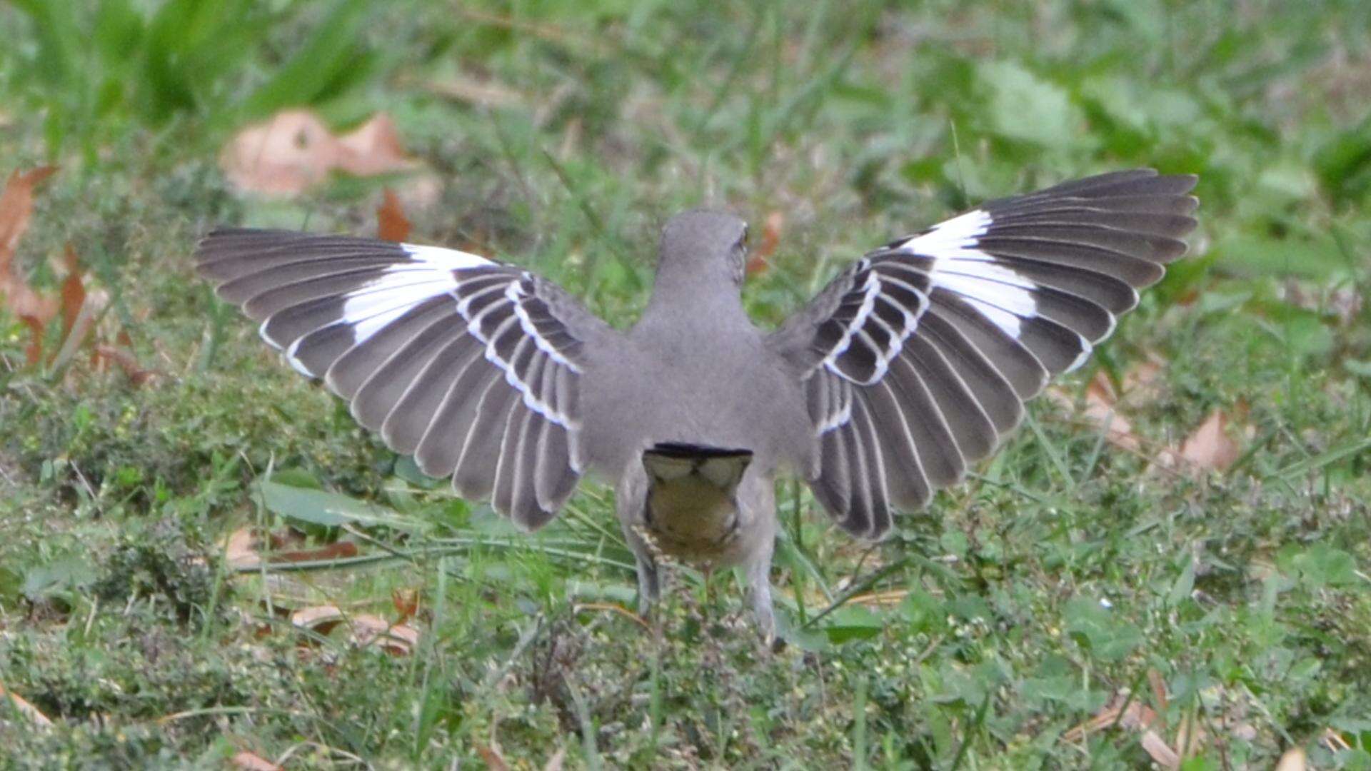 Image of Northern Mockingbird