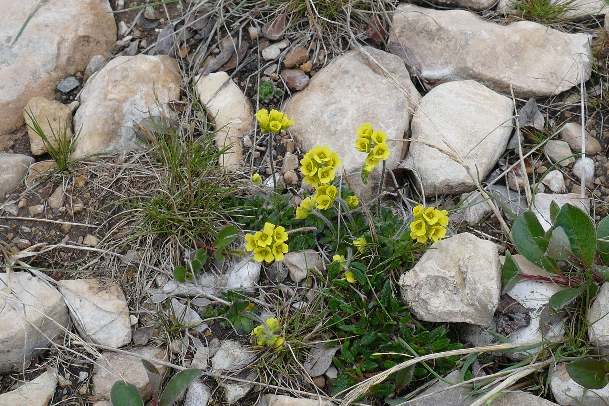 Image of alpine draba