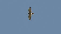 Image of Broad-winged Hawk