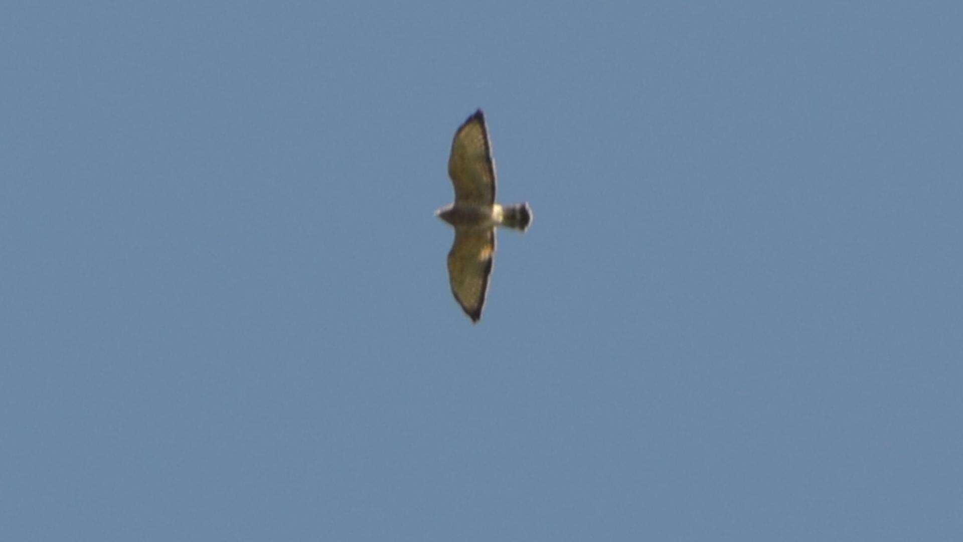 Image of Broad-winged Hawk