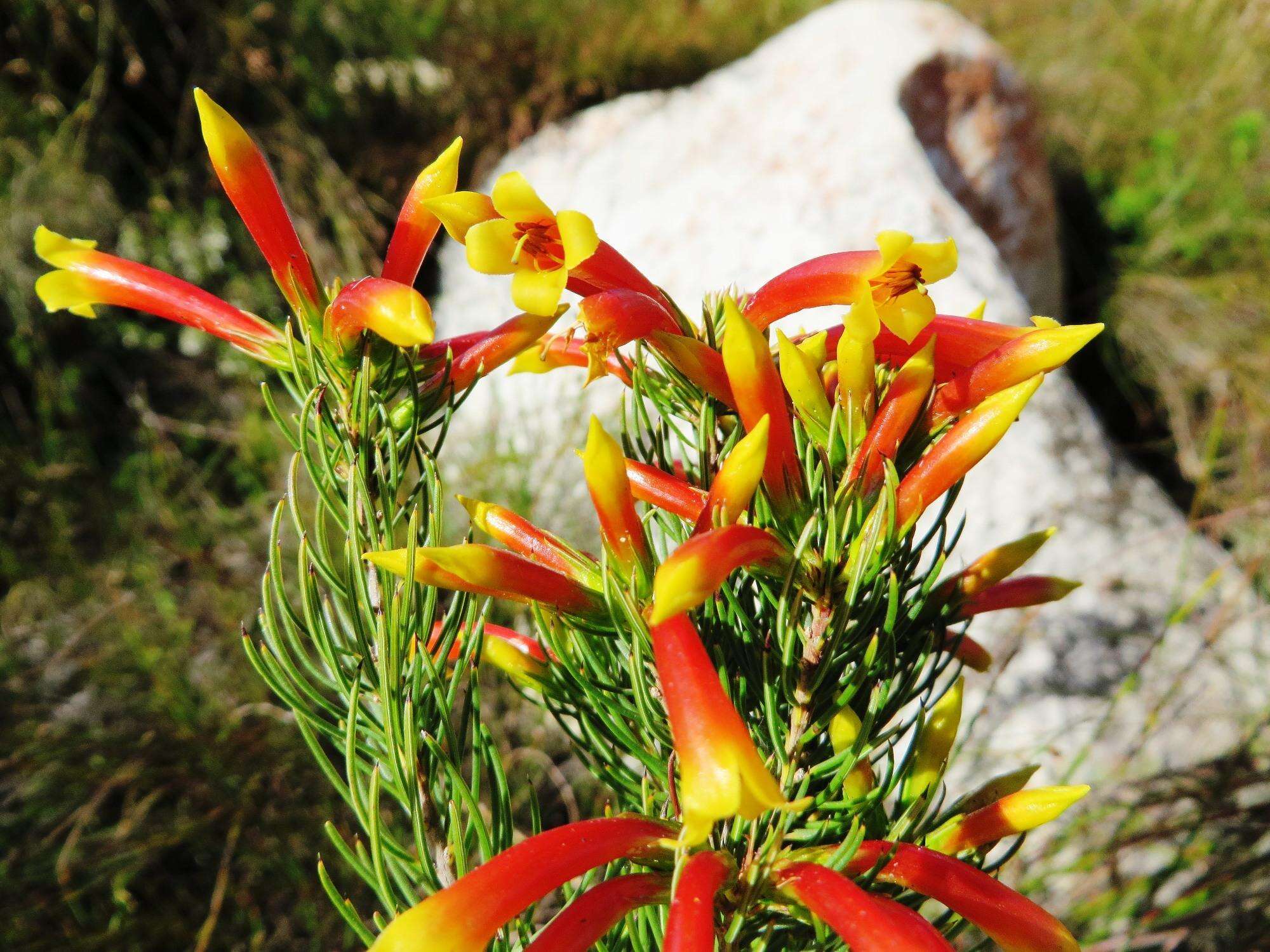 Image of Erica grandiflora subsp. grandiflora