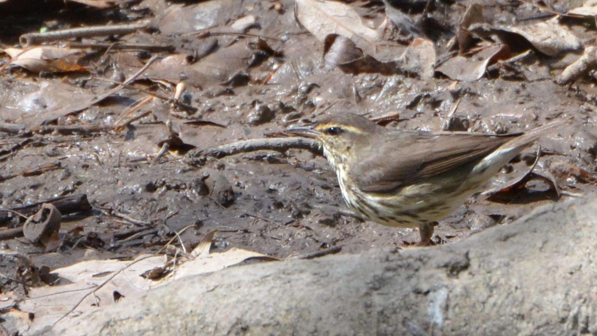 Image of Northern Waterthrush