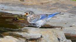 Image of Eastern Bluebird