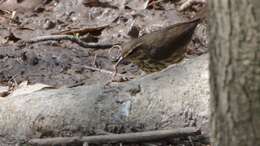 Image of Northern Waterthrush