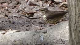 Image of Northern Waterthrush