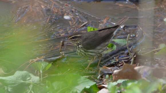 Image of Northern Waterthrush