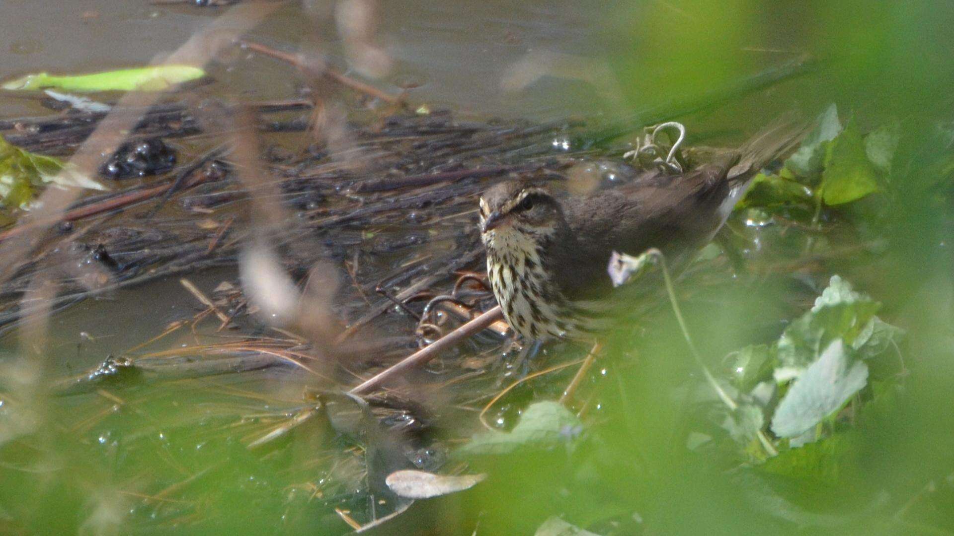 Image of Northern Waterthrush