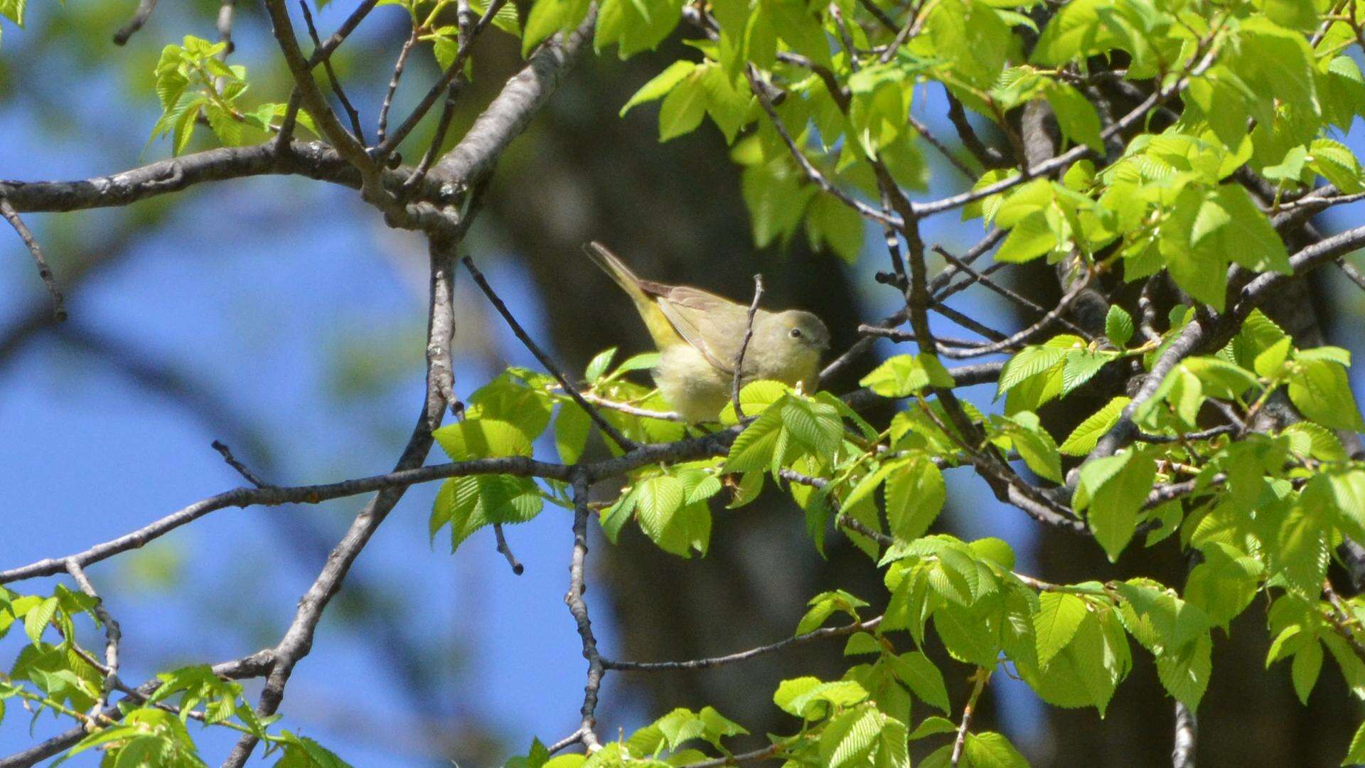 Image of Orange-crowned Warbler