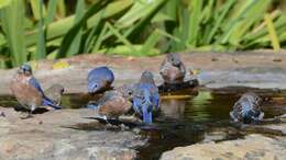 Image of Eastern Bluebird