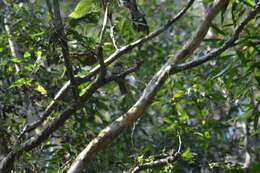 Image of Crescent-chested Puffbird