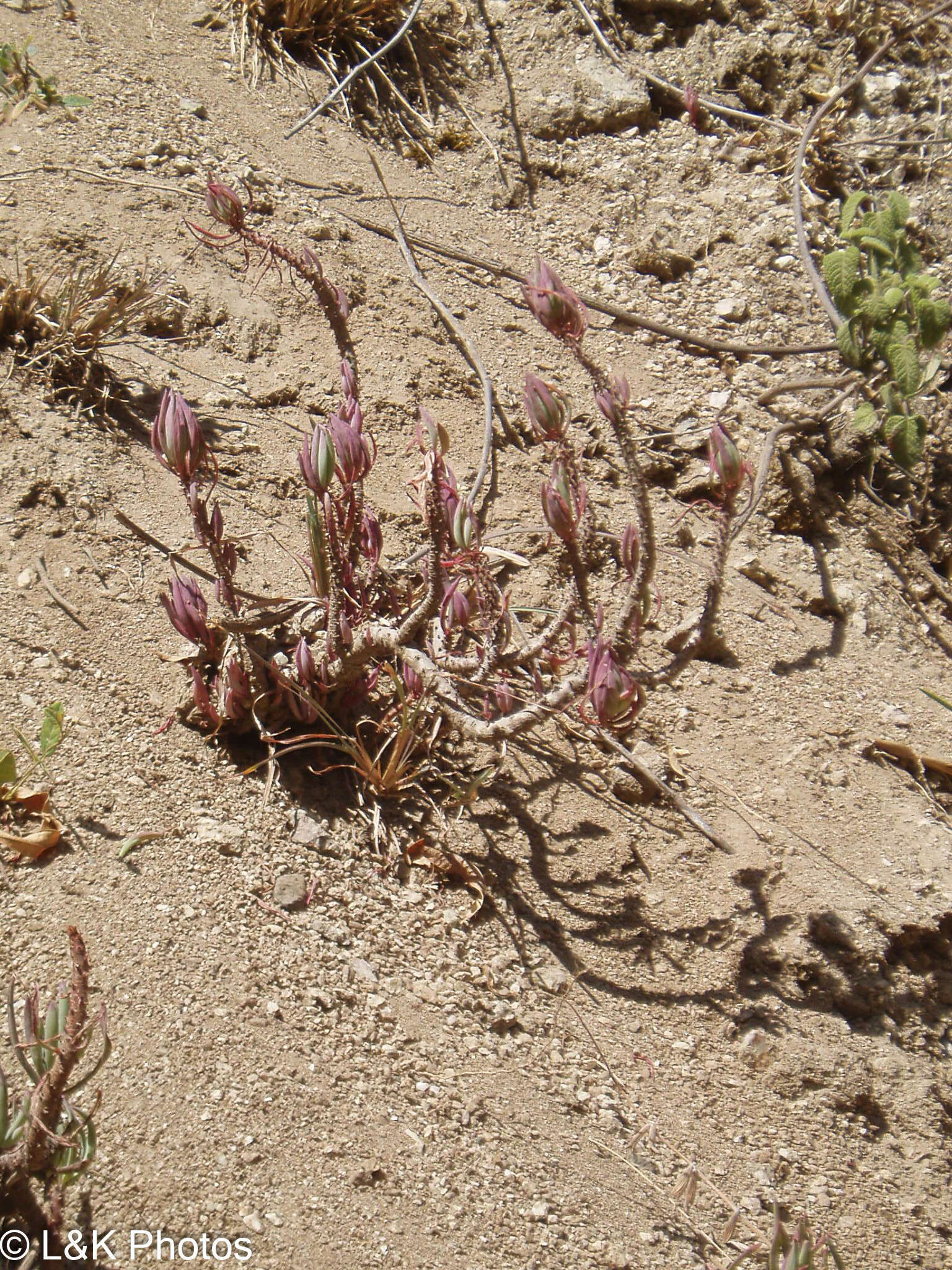 Imagem de Oxalis san-miguelii subsp. urubambensis (R. Knuth) A. Lourteig