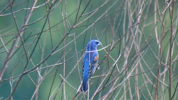 Image of Blue Grosbeak