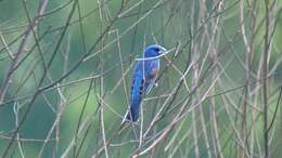 Image of Blue Grosbeak