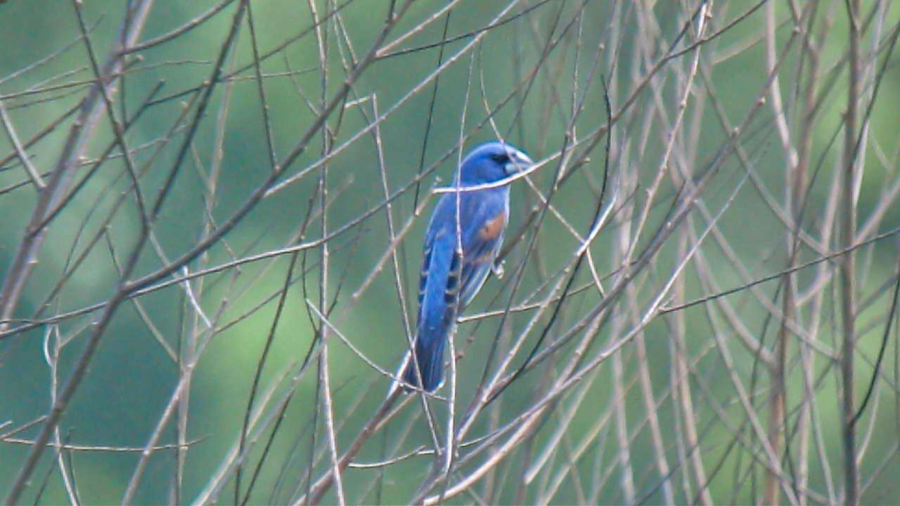 Image of Blue Grosbeak