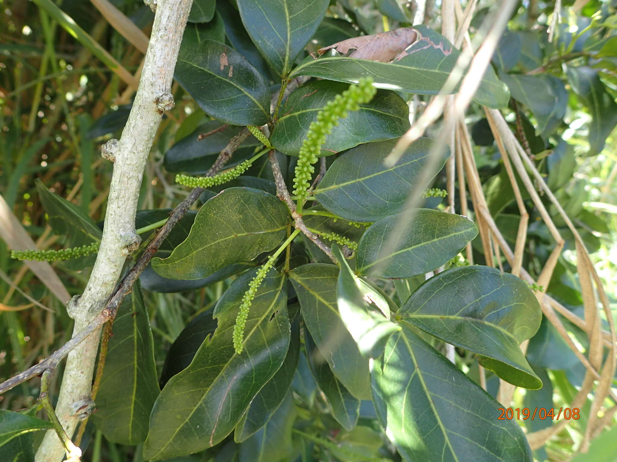 Image of sacky sac bean