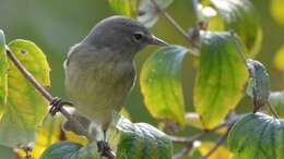 Image of Orange-crowned Warbler