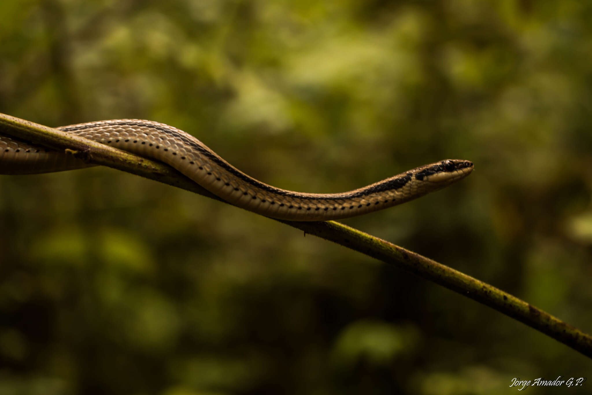 Image of Pine-Oak Snake